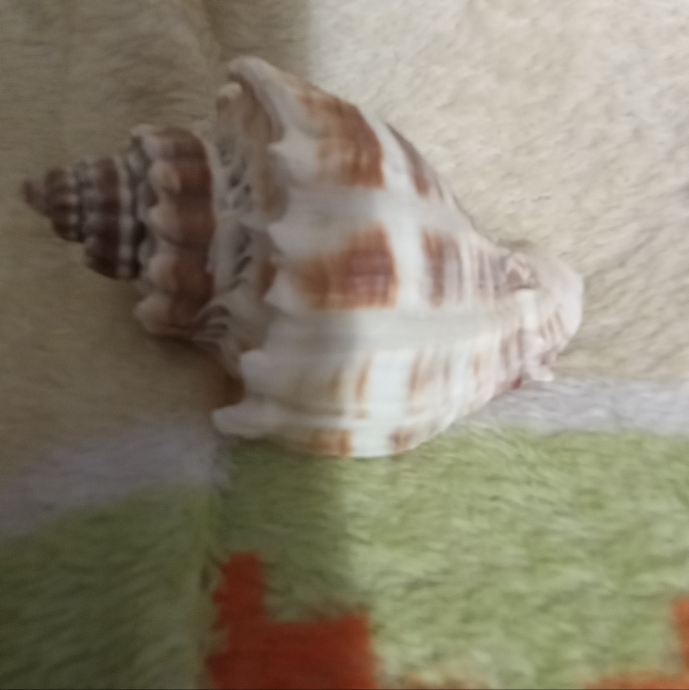 #006 Florida Crown Conch